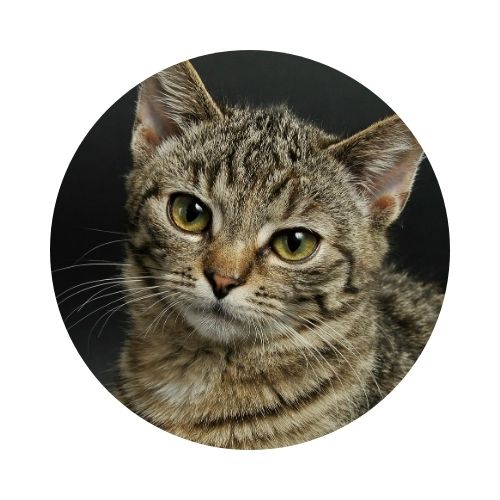 Gatos